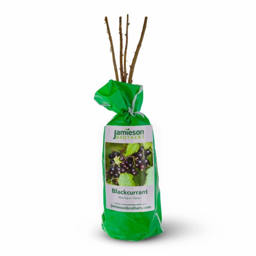 Blackcurrant - Spring planting bare root fruit bush/shrub by Jamieson Brothers