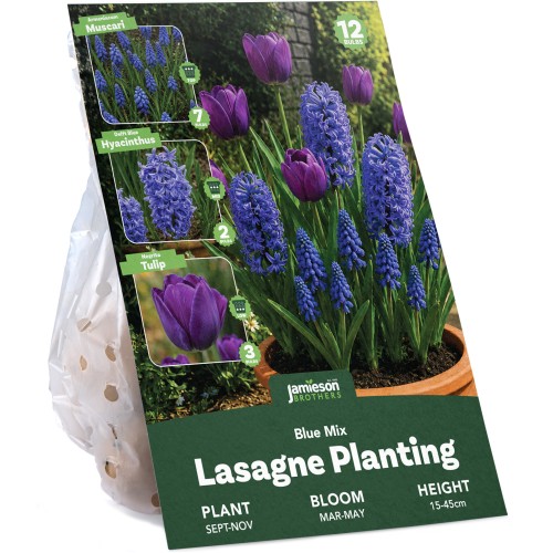 Blue Spring Flowering Lasagne Bulb Planting Kit - Layered Perennial Flower Bulbs for Garden Pots & Containers, Mixed Tulips, Muscari & Hyacinths – by Jamieson Brothers