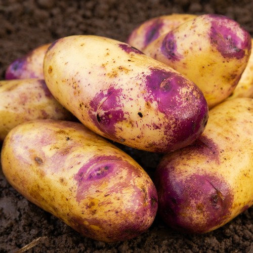 Blue Belle Seed Potatoes