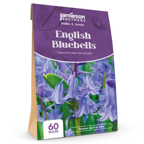English Bluebells (60 bulbs) - by Jamieson Brothers 