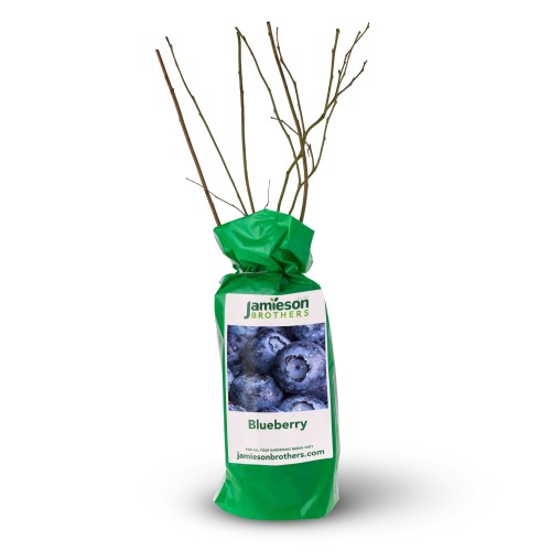 Blueberry - Spring planting bare root fruit bush/shrub by Jamieson Brothers