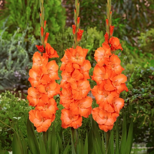 Gladiolus Botswana (Gladiolus Hortulanus) 10x Spring Planting Flower Bulbs