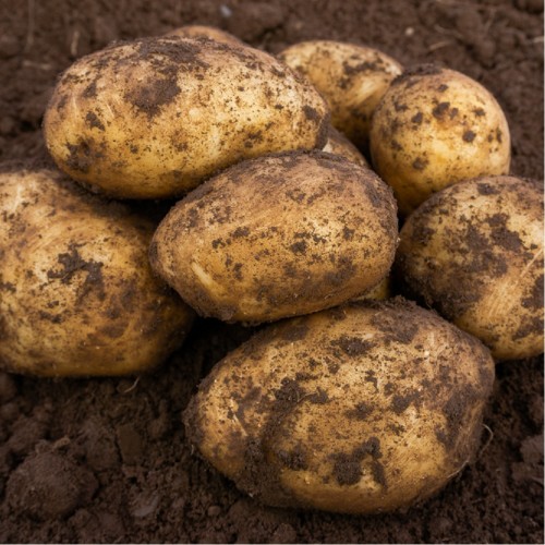 Caledonian Pearl Seed Potatoes