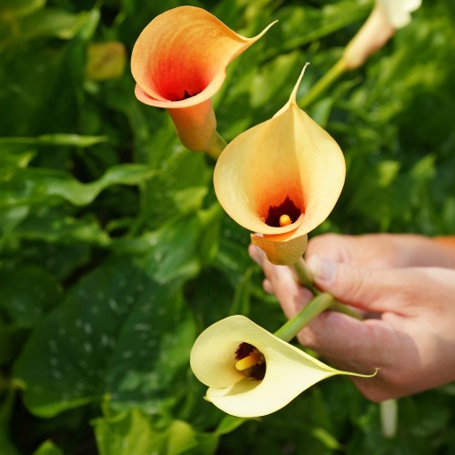 Calla Cameo (Zantedeschia Spp.) 2x Spring Planting Flower Bulbs| Flower Bulbs for Planting Now UK | Plant Garden Outdoor | Jamieson Brothers