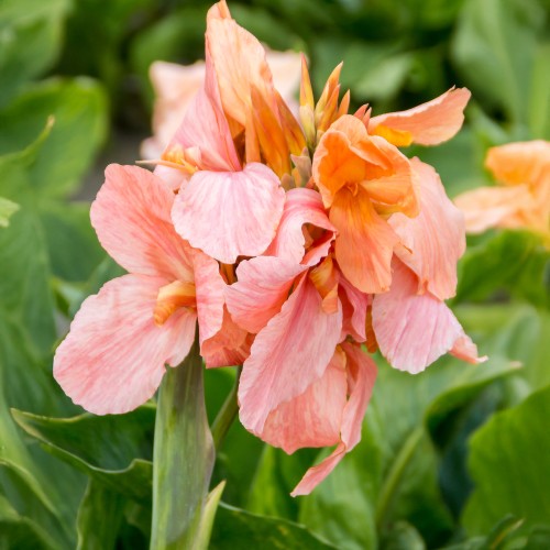 Canna Apricot Frost (Canna Indica) 2x Spring Planting Flower Bulbs