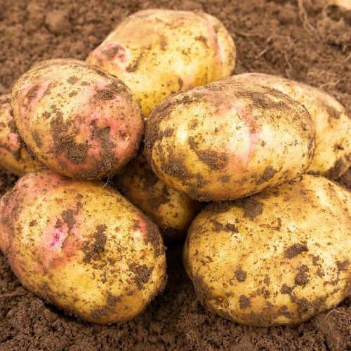 Carolus Seed Potatoes