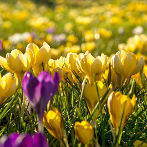 Crocus Botanical Mixed 35 Bulbs Ready for Planting Now in UK Autumn Outdoor Gardens
