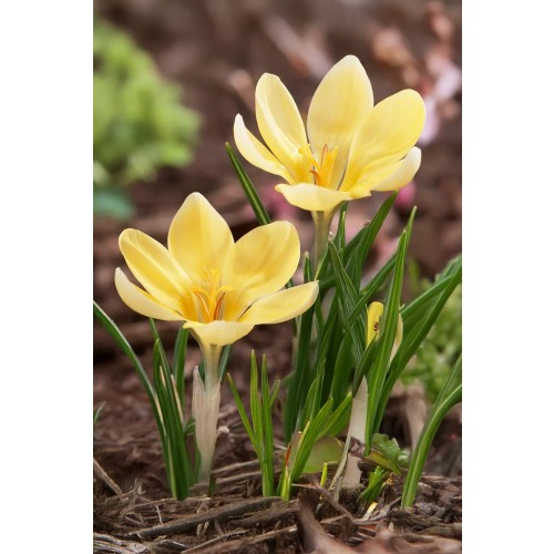 Crocus Botanical Romance 25 Bulbs Ready for Planting Now in UK Autumn Outdoor Gardens