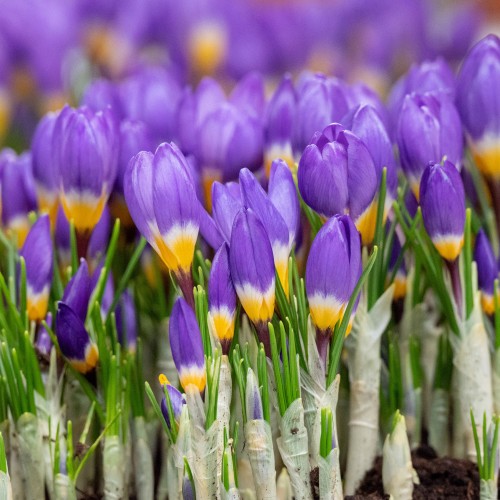 Crocus Tricolor 20 Bulbs Ready for Planting Now in UK Autumn Outdoor Gardens
