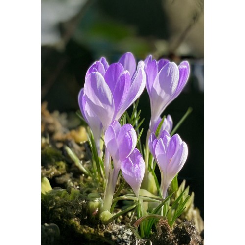 Crocus Largeflowering Vanguard 20 Bulbs Ready for Planting Now in UK Autumn Outdoor Gardens by Jamieson Brothers