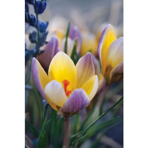 Crocus Advance 15 Bulbs Ready for Planting Now in UK Autumn Outdoor Gardens