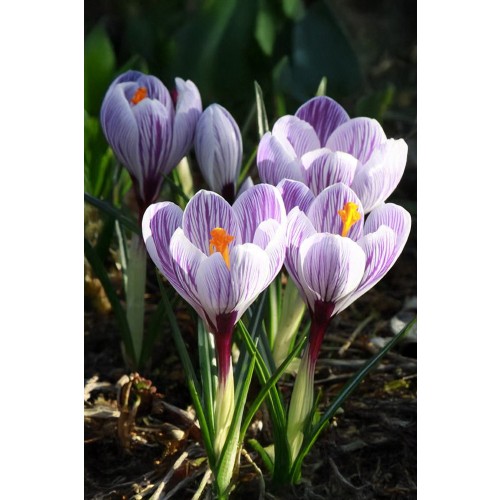 Crocus Largeflowering King Of The Striped 20 Bulbs Ready for Planting Now in UK Autumn Outdoor Gardens by Jamieson Brothers