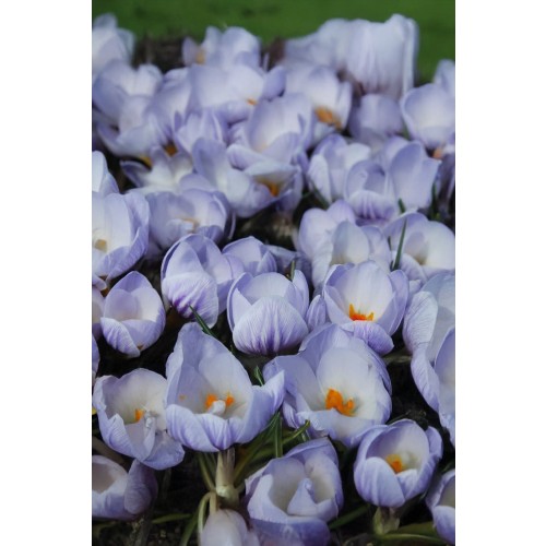 Crocus Botanical Blue Marlin 25 Bulbs Ready for Planting Now in UK Autumn Outdoor Gardens