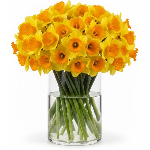 50 Freshly Cut Orange Cup Yellow Petal Daffodils – Ready to Bloom | Perfect for Home Décor, Indoor Displays & Easter Gifts UK