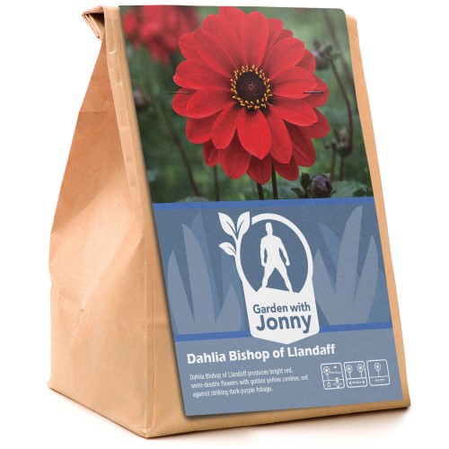 Dahlia Bishop of Llandaff (1 Bulb)