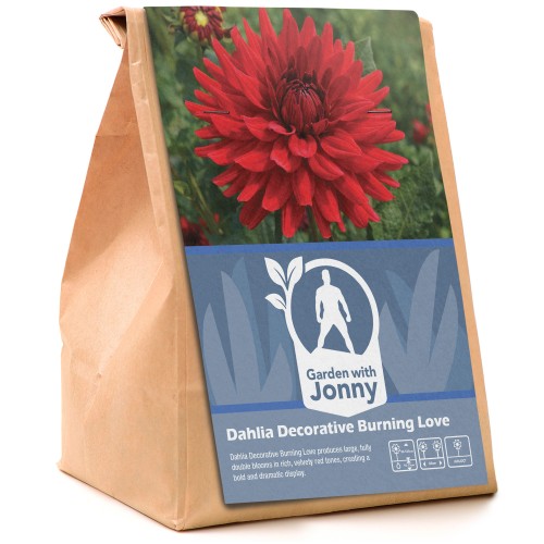 Dahlia Decorative Burning Love (1 Bulb)