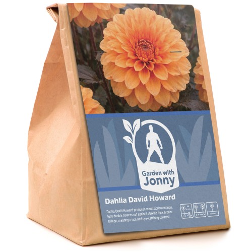 Dahlia David Howard (1 Bulb)