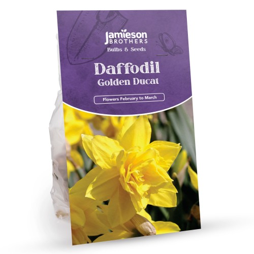 Golden Ducat Daffodil Bulbs (15 Bulbs) Double Headed Daffodils by Jamieson Brothers 