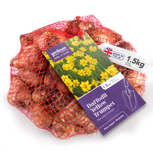 Yellow Trumpet Daffodils 1.5kg net by Jamieson Brothers® 