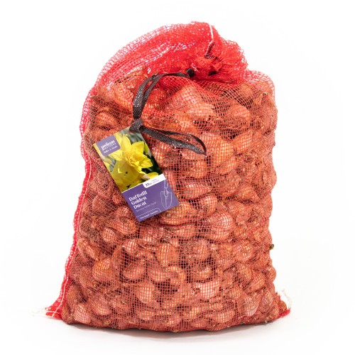 'Golden Ducat' Daffodil Bulbs 20Kg (Approx. 400 Bulbs) by Jamieson Brothers®