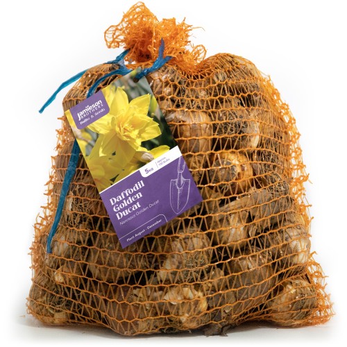 Golden Ducat Daffodil Bulbs 5Kg (Approx. 100 Bulbs) Yellow Double Headed by Jamieson Brothers