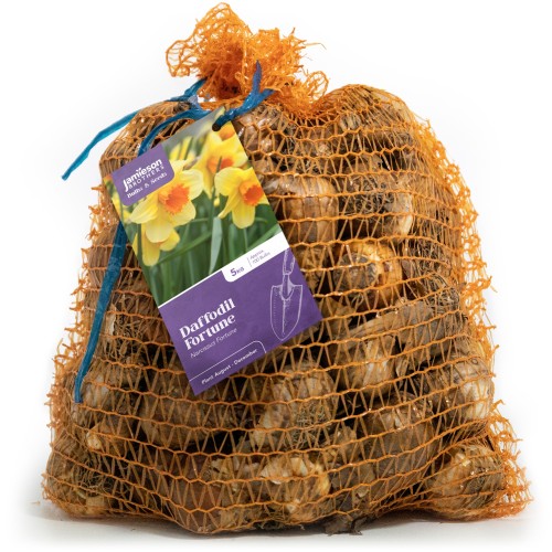 'Fortune' Orange Cupped Bulbs 5Kg (Approx. 100 Bulbs) by Jamieson Brothers® 
