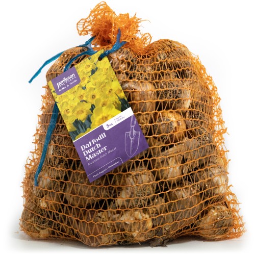Dutch Master Daffodil Bulbs 5Kg (Approx. 100 Bulbs) Yellow Trumpet Daffodils by Jamieson Brothers 