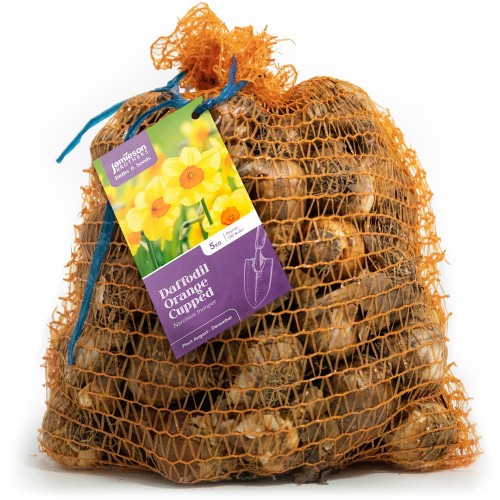 Orange Cupped Daffodil Bulbs by Jamieson Brothers® 