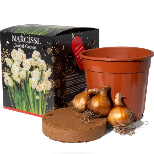 Narcissus Bridal Crown (3 bulb) - Gift Box by Jamieson Brothers 