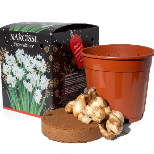 Narcissus Paperwhite (3 bulb) - Gift Box