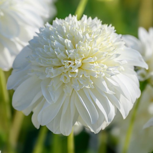 Dahlia Anemone-Flowered Zahra (Dahlia Pinnata) 1x Top Quality Spring Planting Flower Bulb