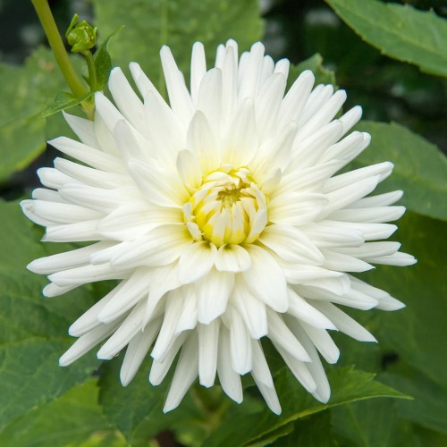 Dahlia Cactus My Love (Dahlia Pinnata) 1x Top Quality Spring Planting Flower Bulb