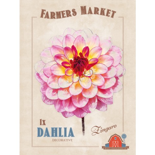 Dahlia Decorative Zingaro (1 Bulb) by Jamieson Brothers