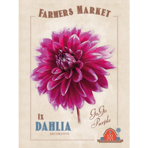 Dahlia Decorative 'Go Go Purple' (1 Bulb) by Jamieson Brothers