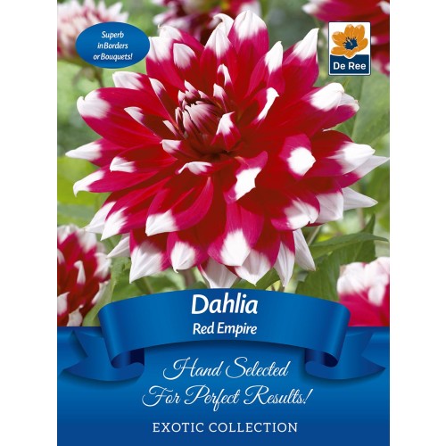 De Ree Dahlia Red Empire (1 bulb)