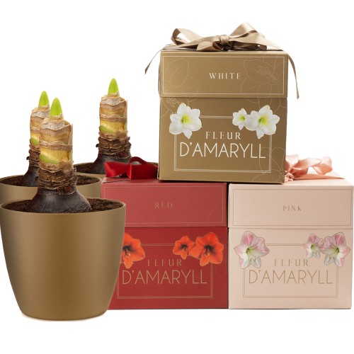 Garden with Jonny's 3 Amaryllis Gift Box Bundle; Red, White & Pink Bulbs with Pots & Compost