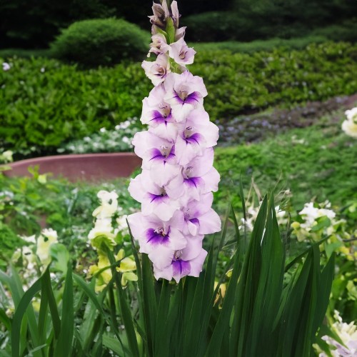 Gladiolus Desoto (Gladiolus Hortulanus) 10x Spring Planting Flower Bulbs