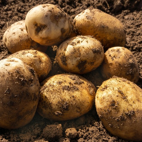 Duke of York Seed Potatoes