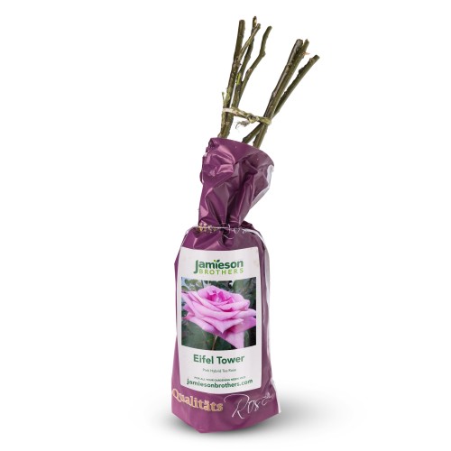 Hybrid Tea Rose - Eiffel Tower, bare rootball by Jamieson Brothers