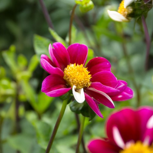 Dahlia Smarty (1 Bulb)