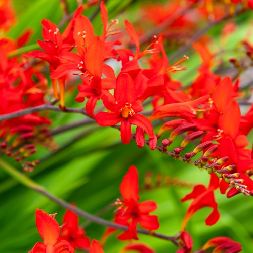 Crocosmia lucifer (15 Bulbs)
