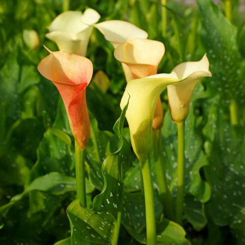 Calla Cameo (2 Bulbs)