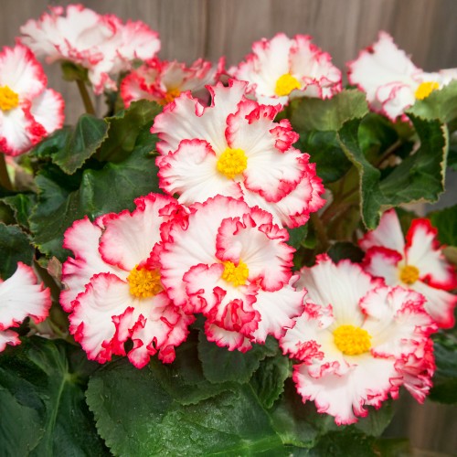 Begonia crispa marginata white-red (2 Bulbs)