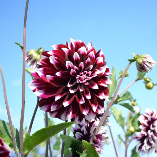 Dahlia Decorative Edinburgh (1 Bulb)