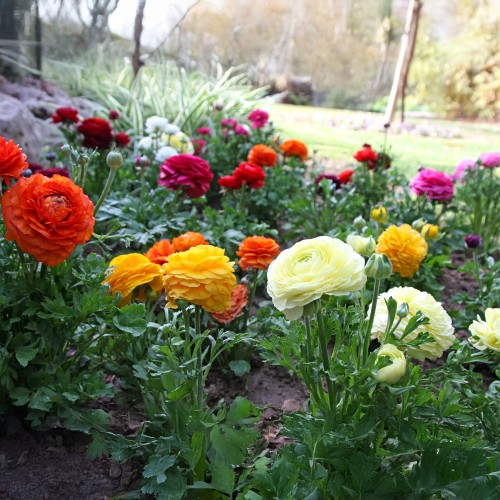 Ranunculus Mix (10 Bulbs)