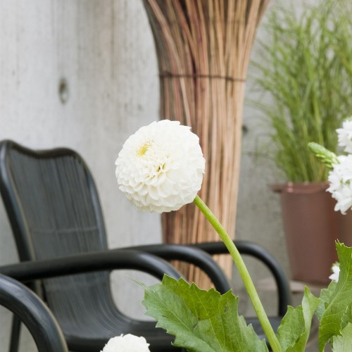 Dahlia Pompon Snowflake (1 Bulb)