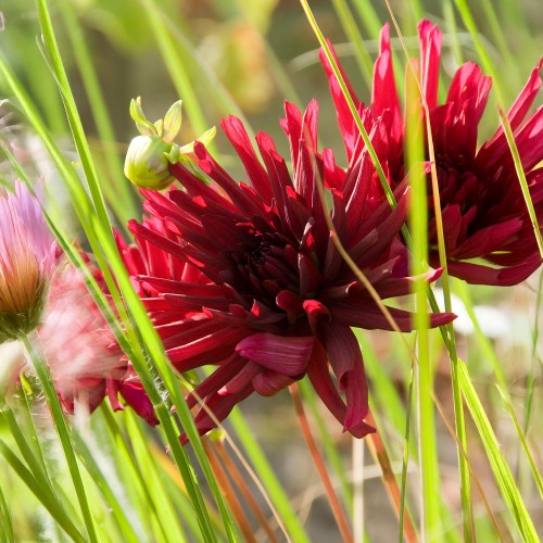 Dahlia Nuit D'Été (1 Bulb)