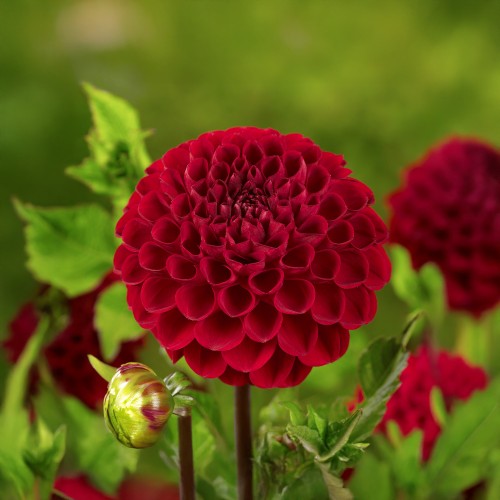 Dahlia Pompon Viking (1 Bulb)