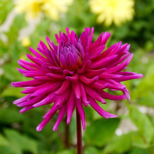 Dahlia Cactus Purple Gem (1 Bulb)