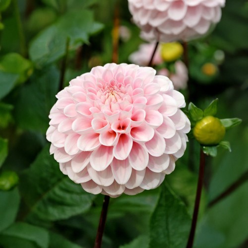 Dahlia Wizard Of Oz (1 Bulb)